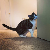 Pillow, a Brown Domestic Shorthair Cat