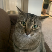 Peanut, a Brown Tabby DSH Cat