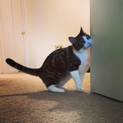 {petName}, a Brown Domestic Shorthair Cat