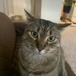 {petName}, a Brown Tabby DSH Cat